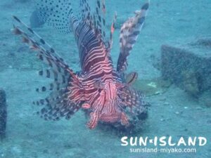 ハナミノカサゴ