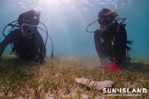 ビーチ体験ダイビング