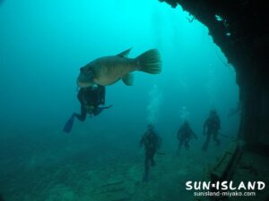 ダイビング中、ケショウフグ遭遇