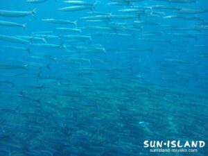 ホソカマスの大群