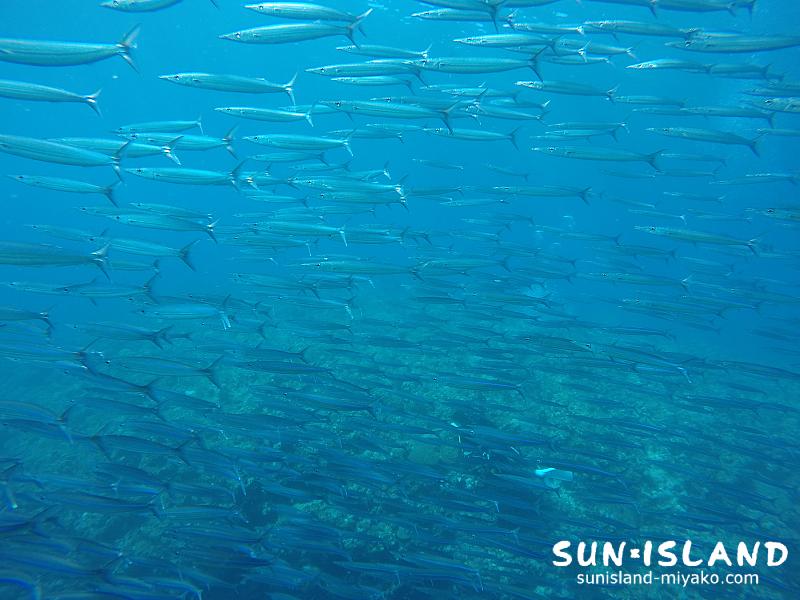 ホソカマスの大群