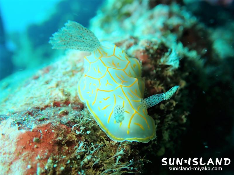 キスジカンテンウミウシ