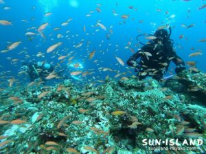 伊良部島ダイビングスポット『ハナダイの根』