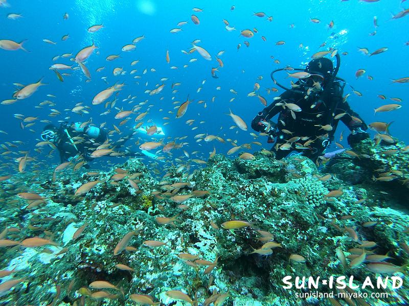 伊良部島ダイビングスポット『ハナダイの根』