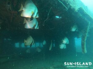 沈船に群れるアカククリ