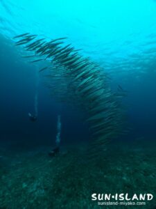 ホソカマスの群れ