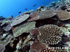 サンゴが群生する八重干潮