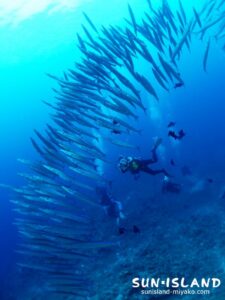 ホソカマスの群れ