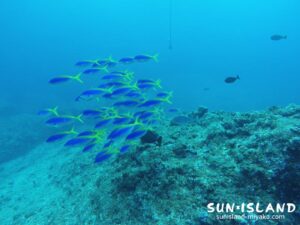 ウメイロモドキ