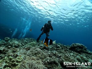 今日のゲストダイバーさん