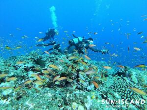 伊良部島ダイビングスポット『ハナダイの根』