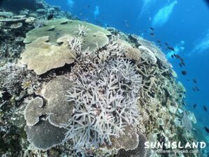 サンゴがキレイな八重干潮