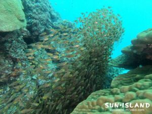 キンメモドキの群れ