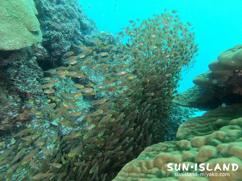 キンメモドキの群れ