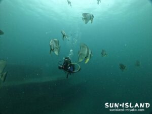 ツバメウオが群れる沈船ダイビング