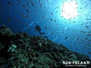 アカネハナゴイの群れ