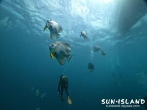 ツバメウオの群れ