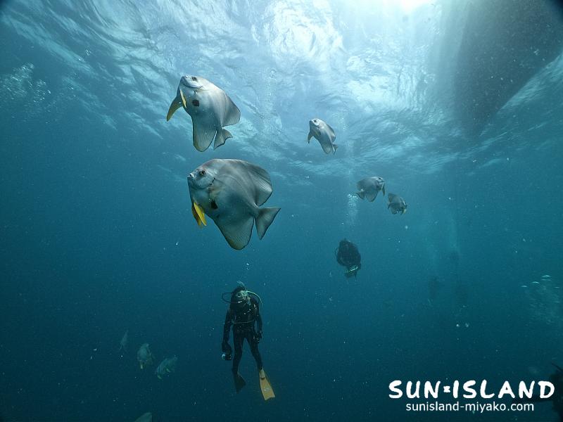 ツバメウオの群れ