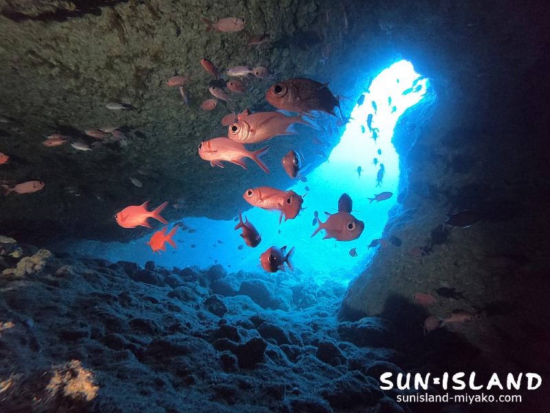 ワープホールの出口に群れるアカマツカサ