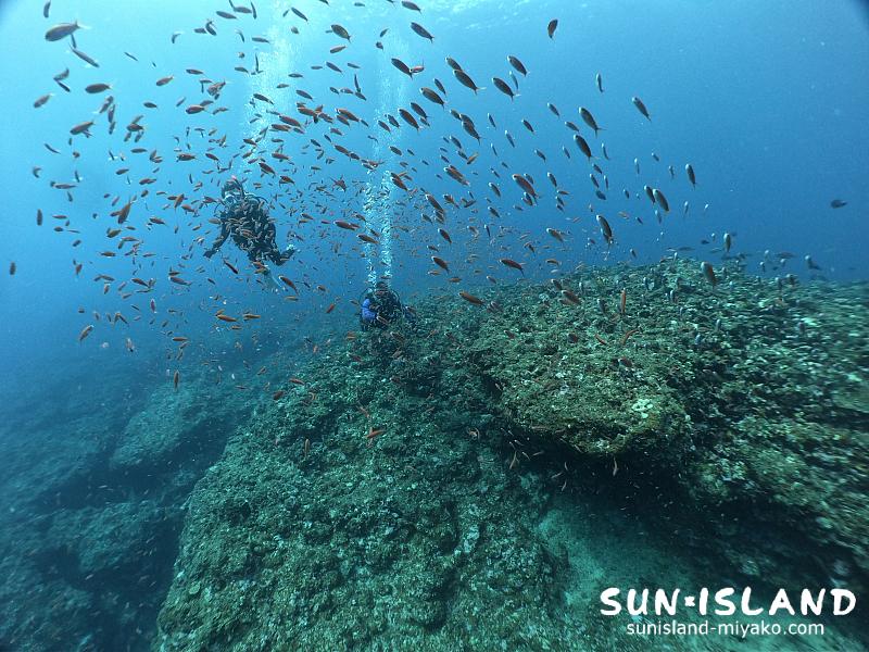 伊良部島ダイビングスポット『ハナダイの根』