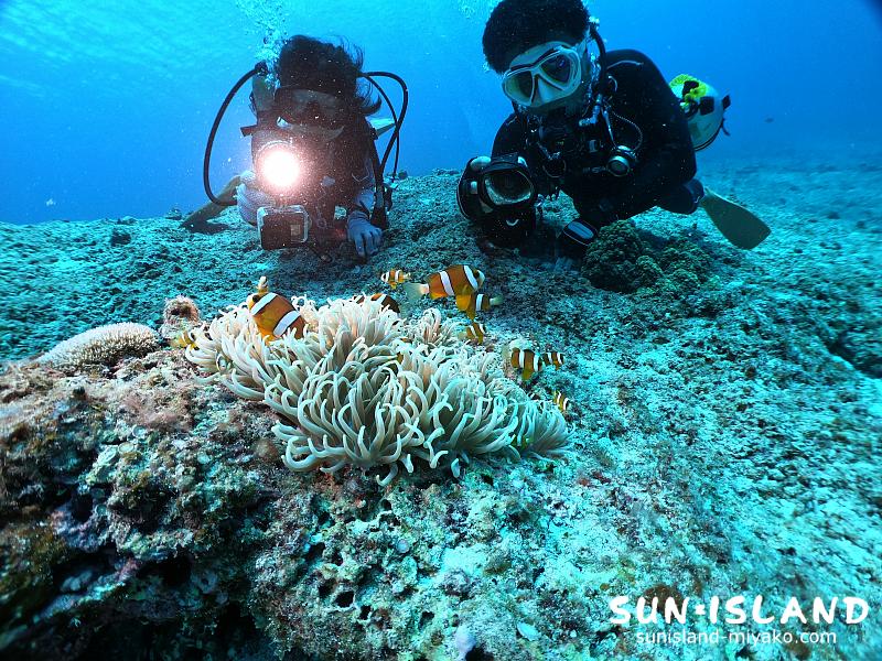 クマノミを愛でるCさん・Kさん