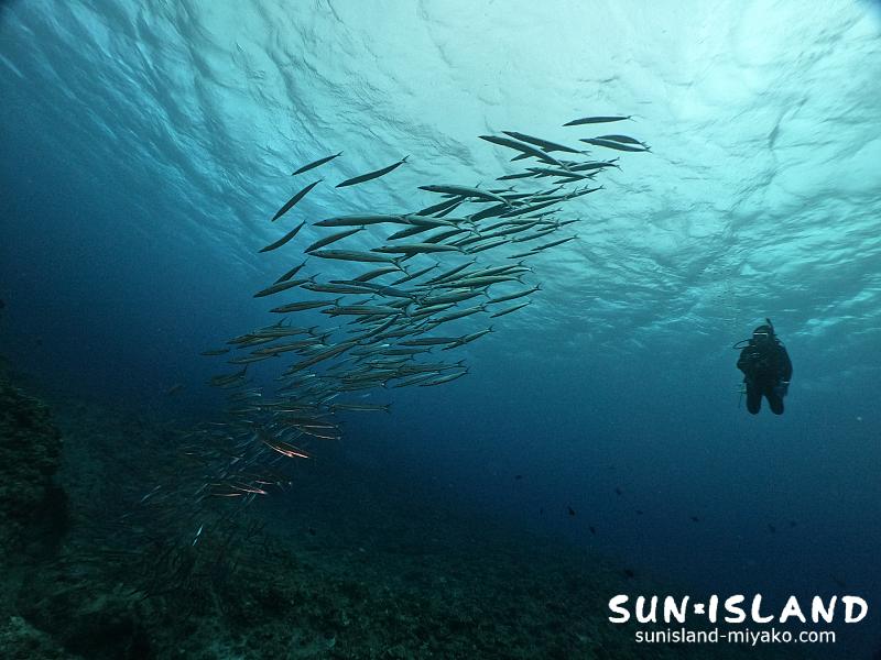 ホソカマスの群れ