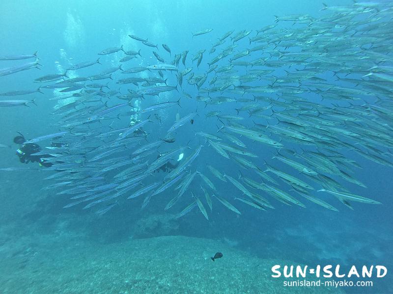 ホソカマスの群れ