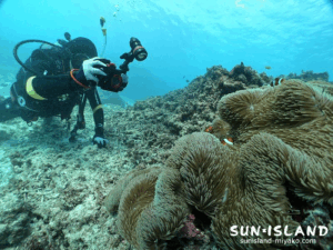 今日のゲストダイバー