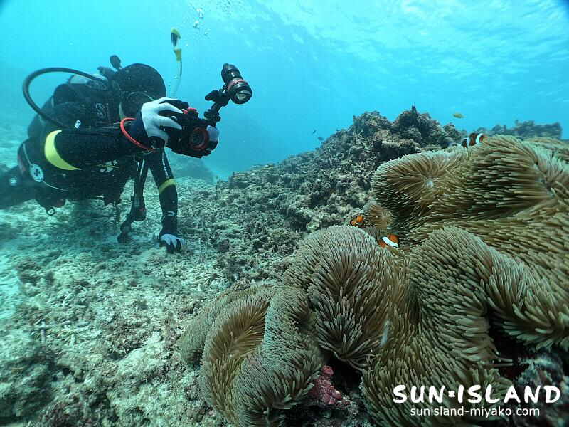 今日のゲストダイバー