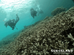 ビーチダイビング