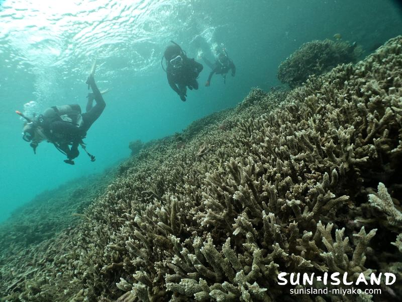 ビーチダイビング