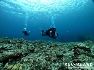 今日のゲストダイバー