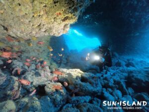 アカマツカサが群れる『魔杖の部屋』