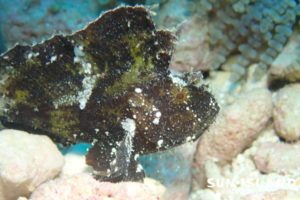 ハダカハオコゼ