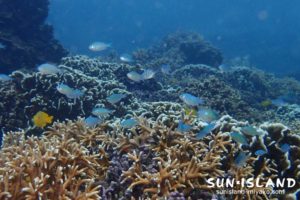 イムギャーマリンガーデン