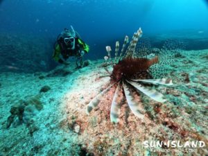 ハナミノカサゴ