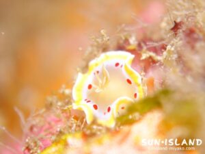 アカテンイロウミウシ