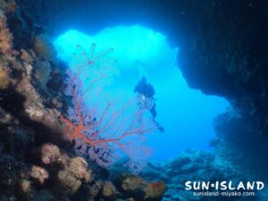 穴にイソバナが映える洞窟