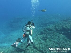 水中でカメに遭遇