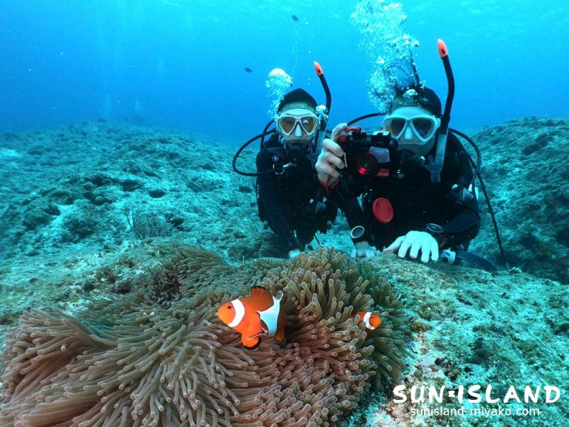 クマノミを見るダイバー
