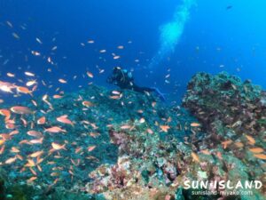 アカネハナゴイの群れ