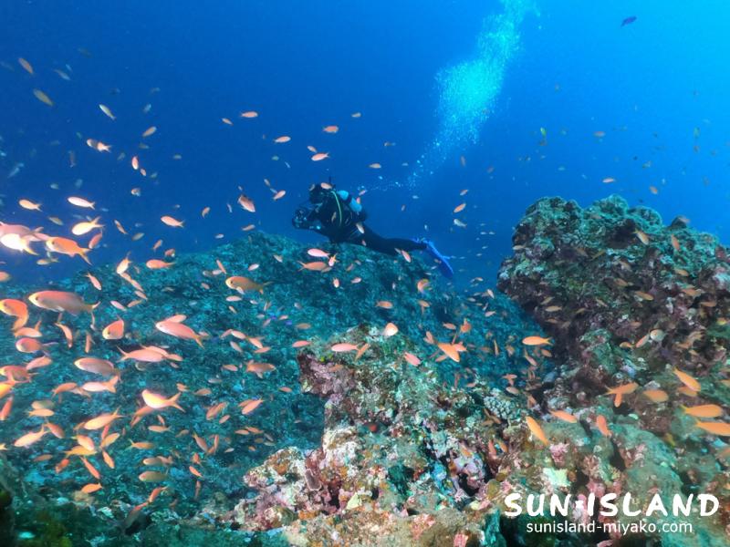アカネハナゴイの群れ
