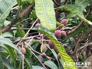 アップルマンゴー