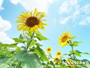 ひまわり その2