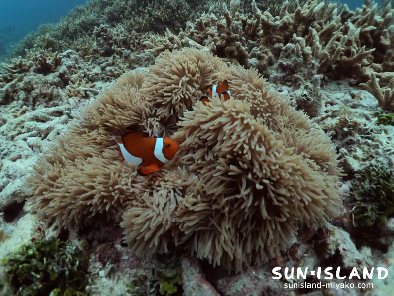 カクレクマノミ