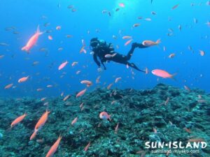 アカネハナゴイ