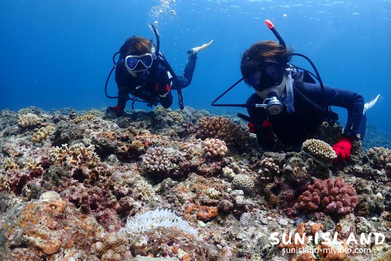 宮古島ファンダイビング