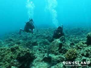 カメと一緒に泳ぐゲスト