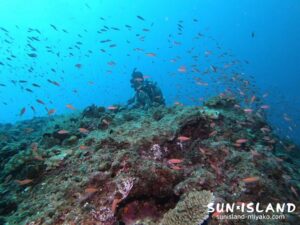 アカネハナゴイ群れ