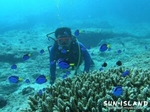 ナンヨウハギ幼魚